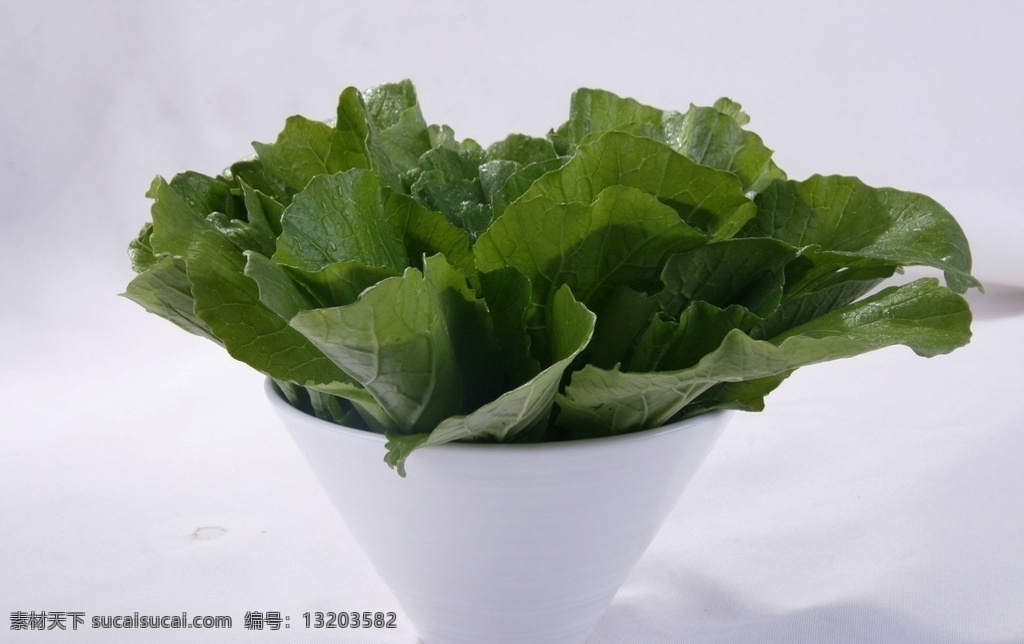 小白菜 小厨白菜 白菜类 风味嫩白菜 素菜 蔬菜类 生物世界 蔬菜