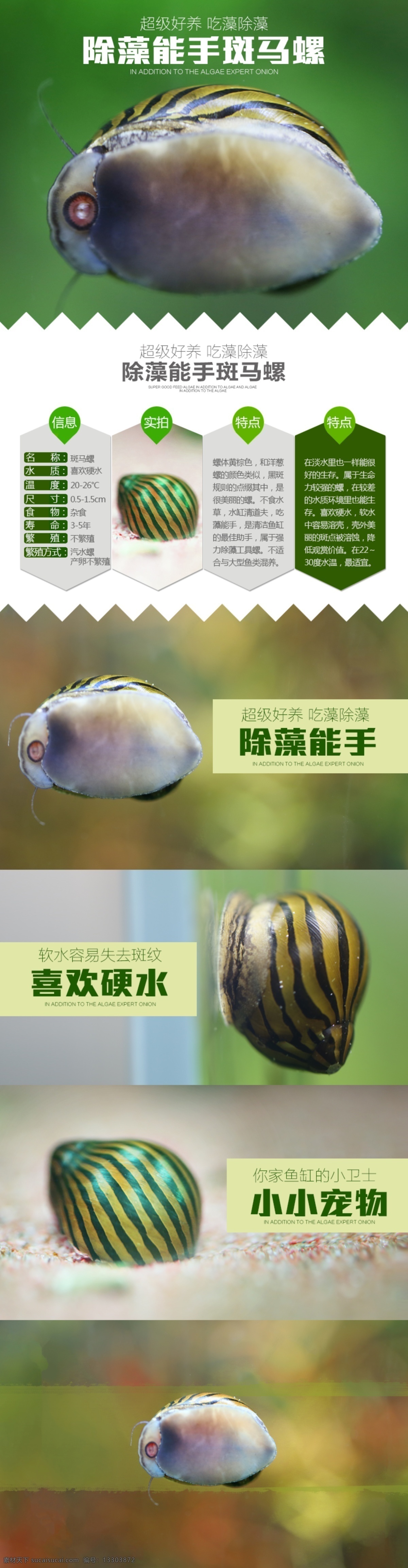 水族 螺 斑马 软体 淘宝素材 淘宝设计 淘宝模板下载 白色