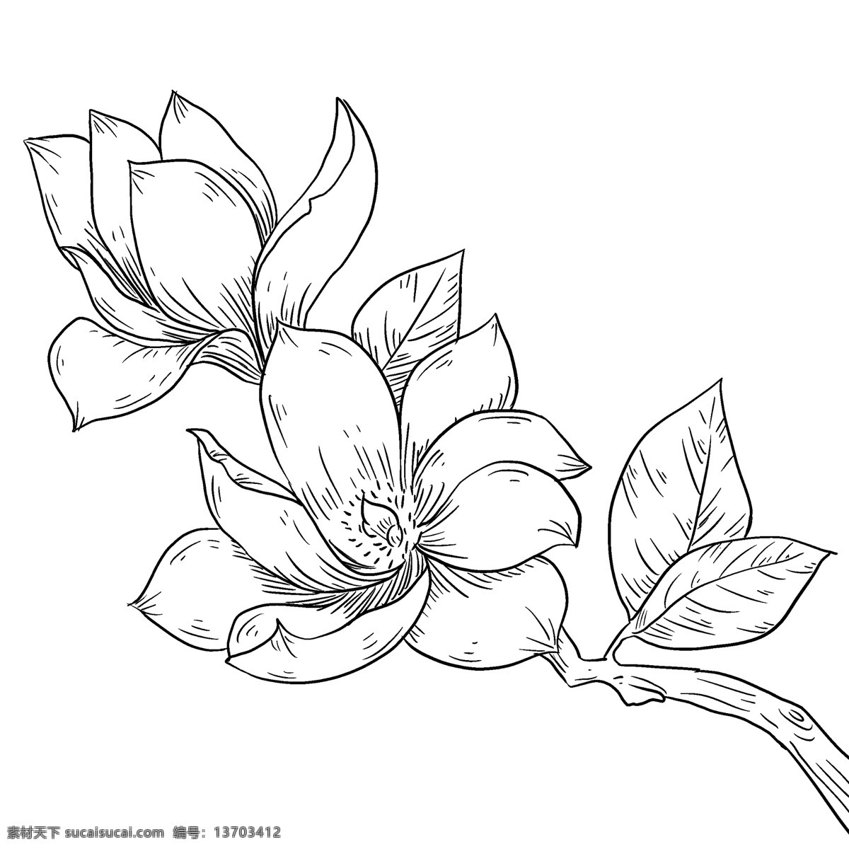 线描 手绘 美丽 玉兰花 插画 美丽的玉兰花 漂亮的玉兰花 卡通插画 手绘线描插画 线描的玉兰花 盛开的玉兰花