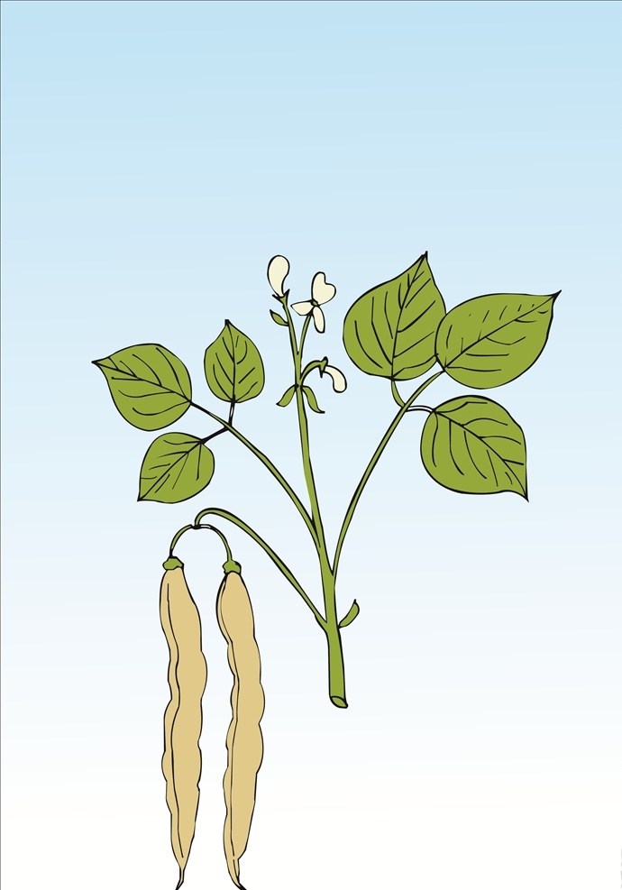 卡通四季豆 卡通豆子 四季豆 豆类 卡通蔬菜 卡通植物 卡通设计