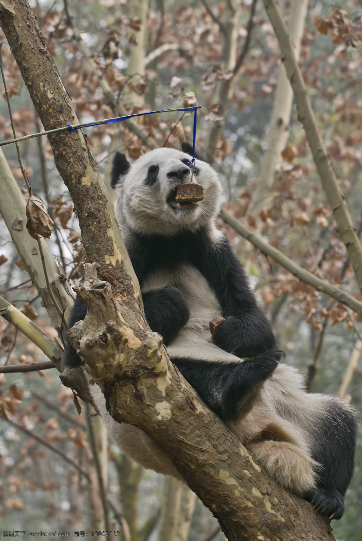 大熊猫 四川 成都 熊猫基地 进食 树干 树林 野生动物 生物世界