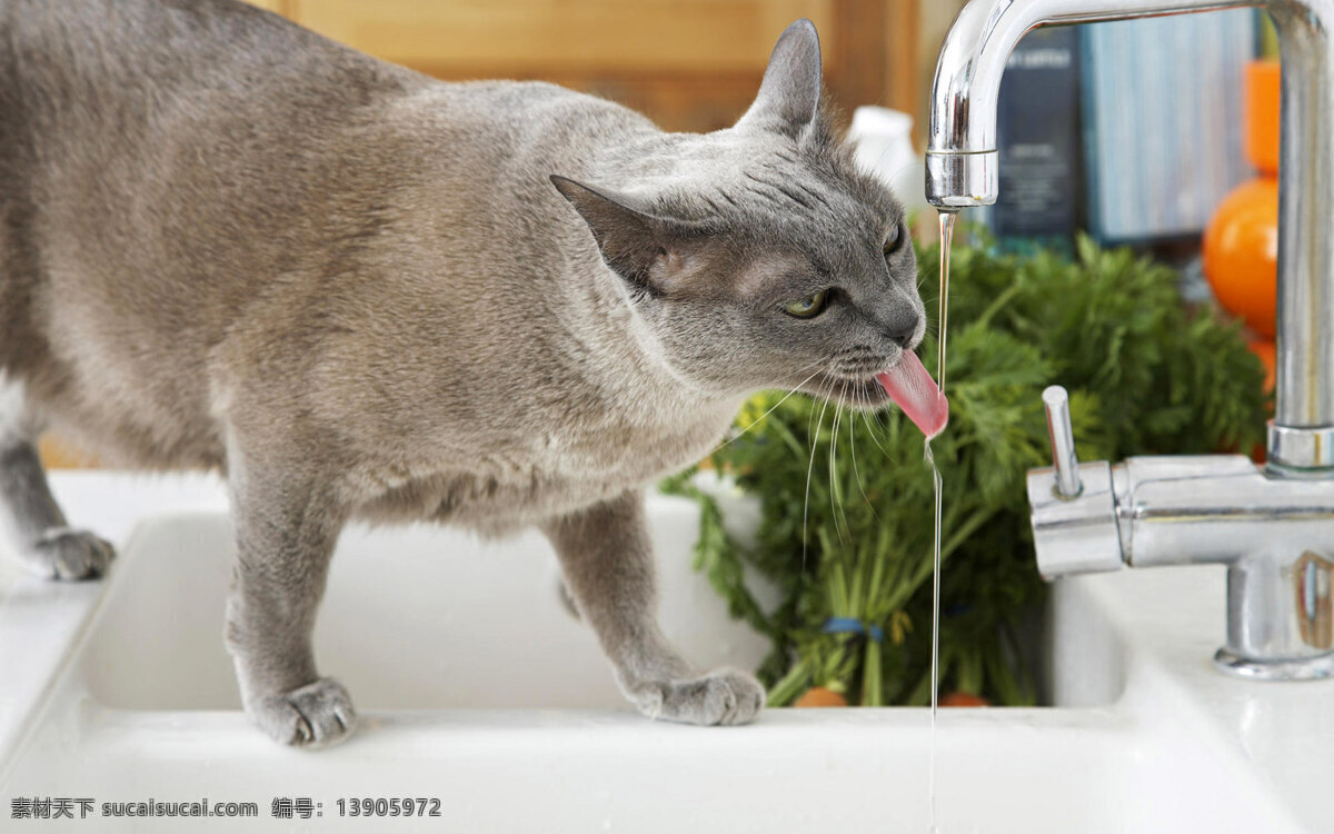 可爱 猫 猫狗宠物 猫猫 摄影图 生物世界