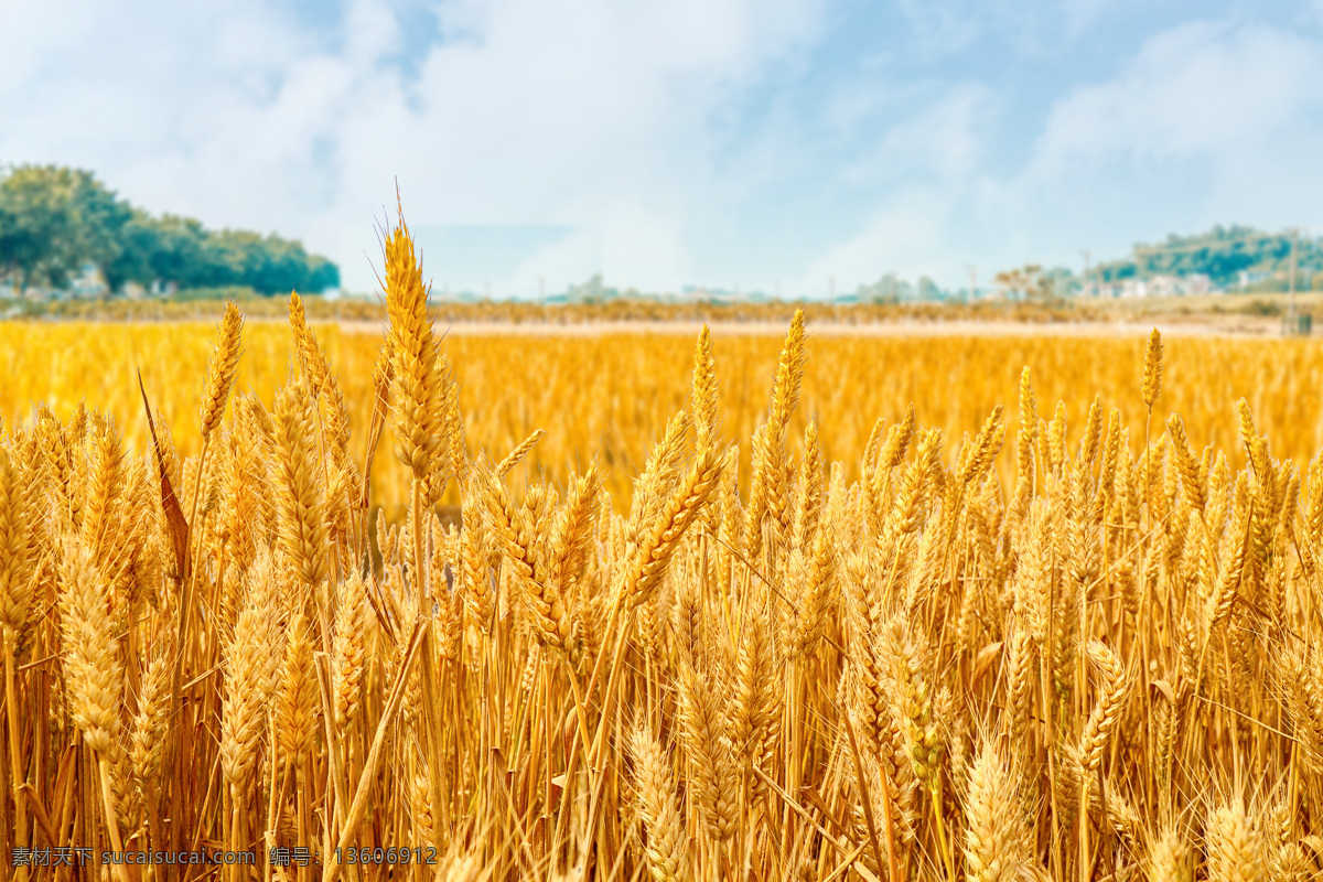 金色 麦田 麦浪 成熟 天空 农作图 自然生物 现代科技 农业生产