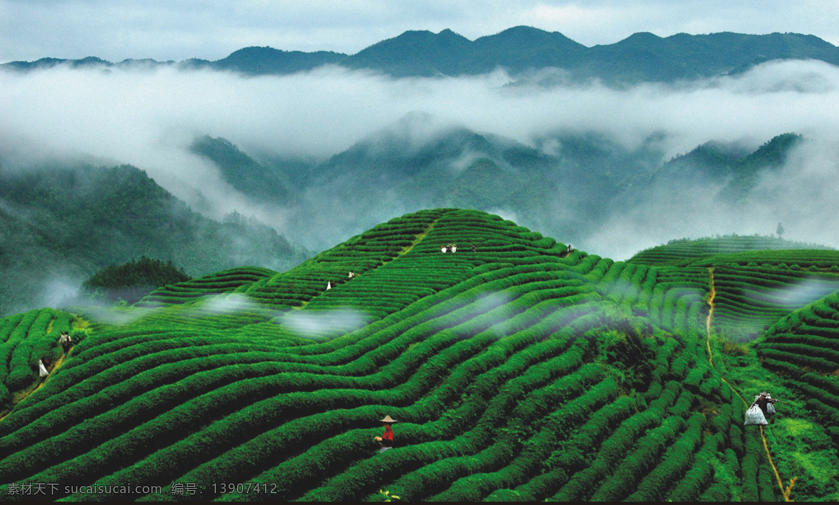 茶叶背景 茶叶 茶园 有机茶 高山茶 茶山 云雾 自然景观
