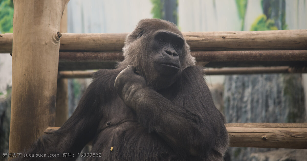 郑州 动物园 拍摄 动物 猩猩 摄影图片 虚化 特写 高清 局部