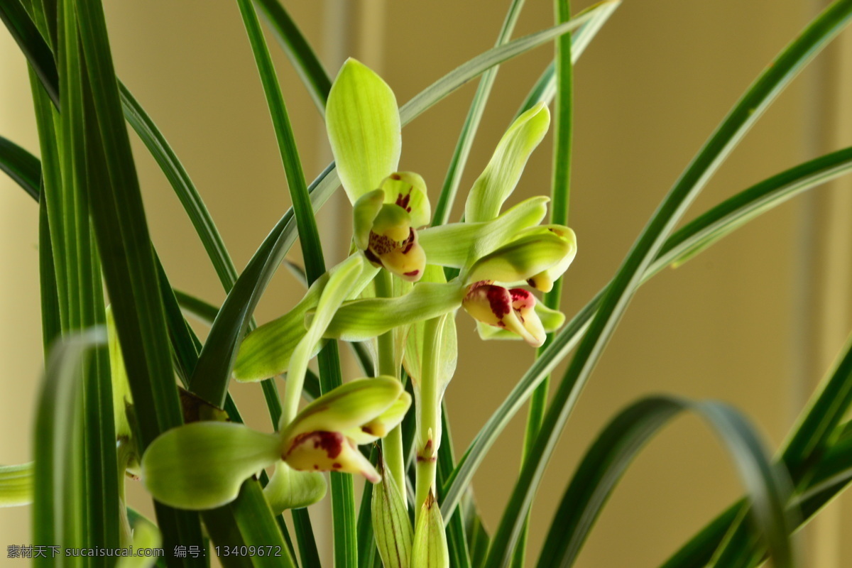 兰花 春兰 幽兰 兰草 花朵 花儿 植物 兰科 鲜花 花卉 盆栽 花草 园艺 园林景观 绿化景观 蝴蝶兰兰花 生物世界