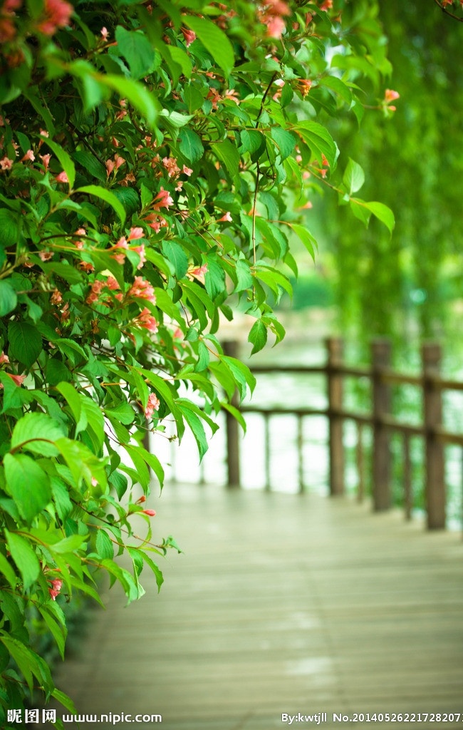 春夏 木质 桥 花 夏的气息 柳叶 花草 生物世界