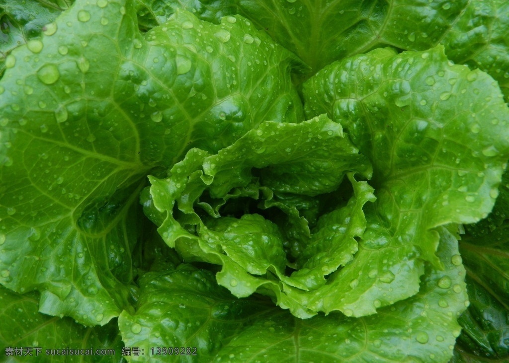 白菜心 白菜 蔬菜 菜心 绿色蔬菜 绿色 花草 生物世界