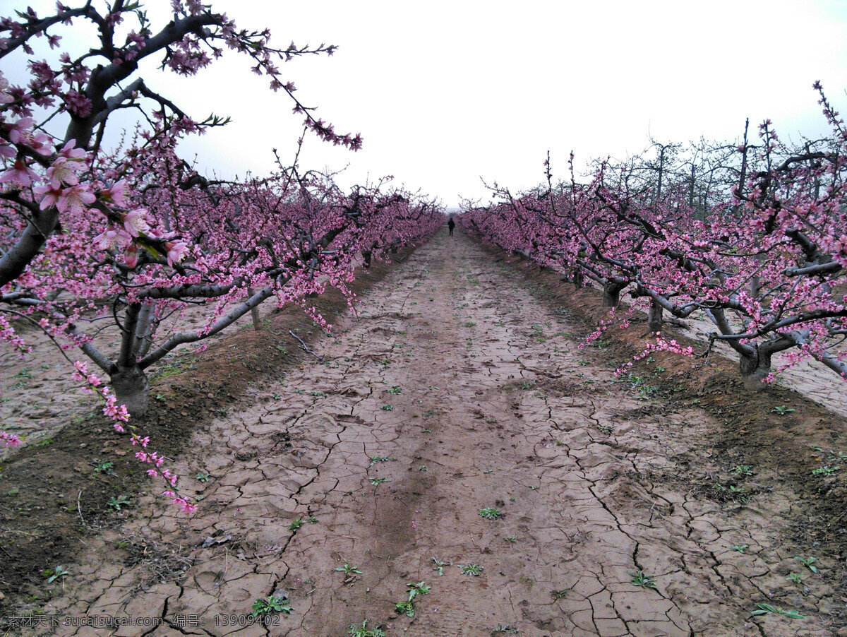 桃花 桃园 果园 田园 春天 生物世界 花草