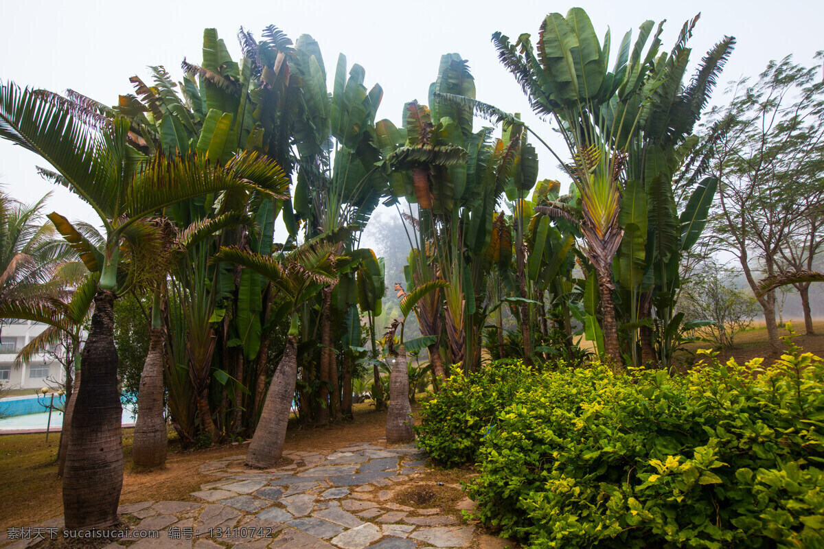 西双版纳 热带植物园 版纳植物园 中国科学院 勐仑 热带植物 云南 植物 绿树 自助游 国内旅游 旅游摄影 热带 植物园