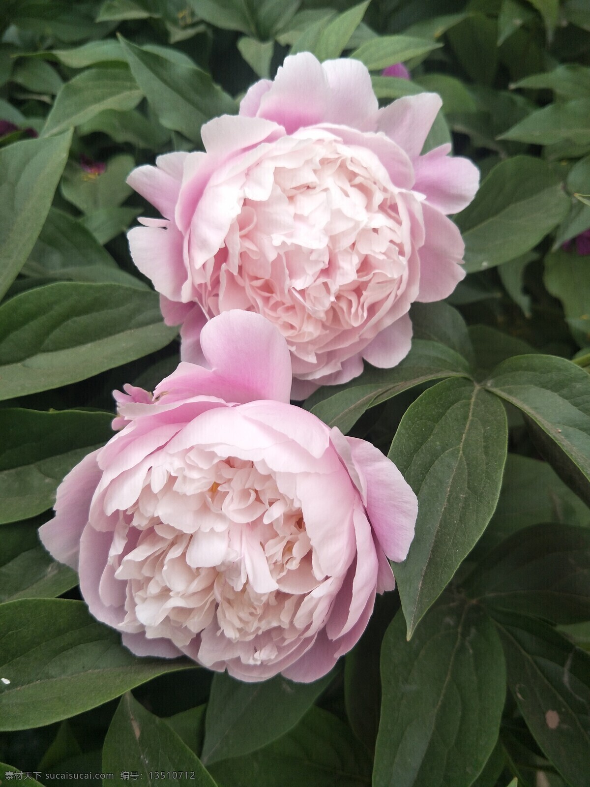 芍药花 芍药 花朵 鲜花 盛开 花瓣 绿叶 叶子 花草 生物世界