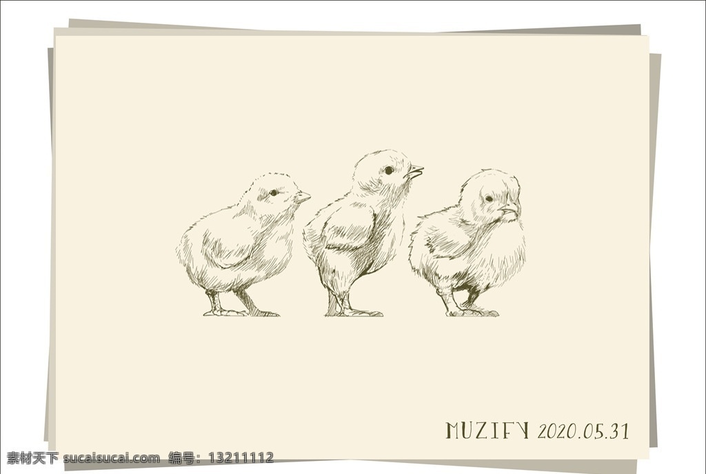 小雏鸡 素描画 小鸡 家禽 钢笔画 手绘稿 写生 素描 随笔 花鸟鱼虫宠 生物世界 家禽家畜