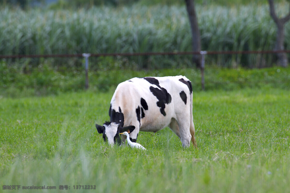 乳牛 牧 場 户外景色 奶牛 牛仔 田园风光 乳牛牧場 牛厂 风景 生活 旅游餐饮