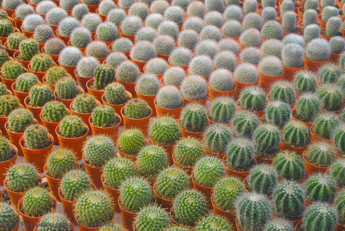 种植 仙人球 盆栽 仙人掌 绿色植物 多肉植物 其他生物 生物世界