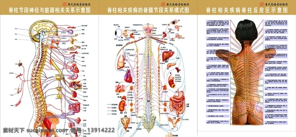 脊柱图 脊柱 按摩 脊络 理疗 脊髓 文化艺术 传统文化