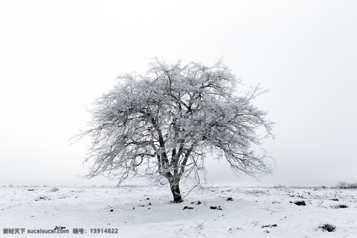 雪日枯树 冬日雪景 雪景 冬天 冬雪 寒冷 降雪 林木 河流 草丛 宁静 白雪 树枝 枯树 自然风景 自然景观 摄影图片