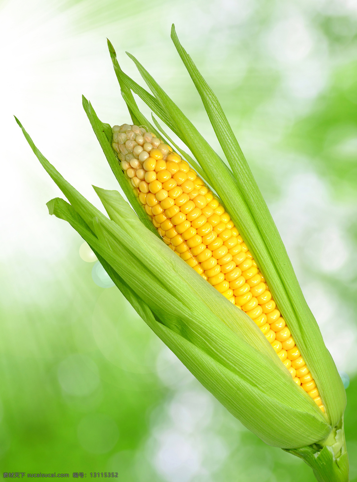 玉米 玉米棒 包谷 食物 苞米 食品 金黄色玉米 粮食 农产品 食材 食物原料 餐饮美食 食材原料 生物世界