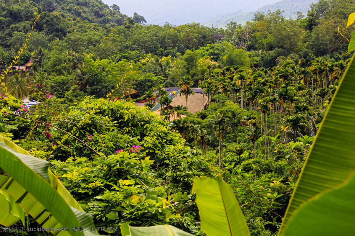 呀诺达 雨林植物 海南 三亚 生态景观 热带雨林 文化旅游区 雨林景区 绿色旅游 原始生态 绿色生态文化 自助游 国内旅游 旅游摄影 诺达 雨林 植物