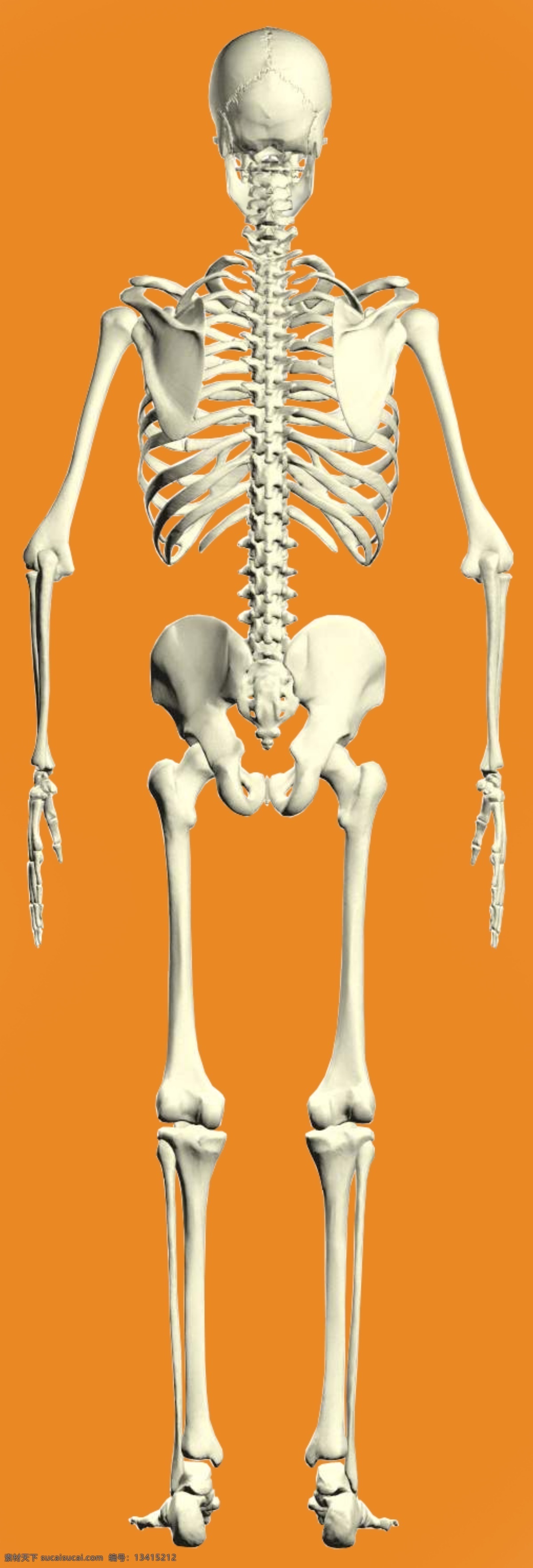 骨架 背面 精细 抠 图 人体骨架 人骨 骨头 骨骼 抠图 人物 分层 源文件