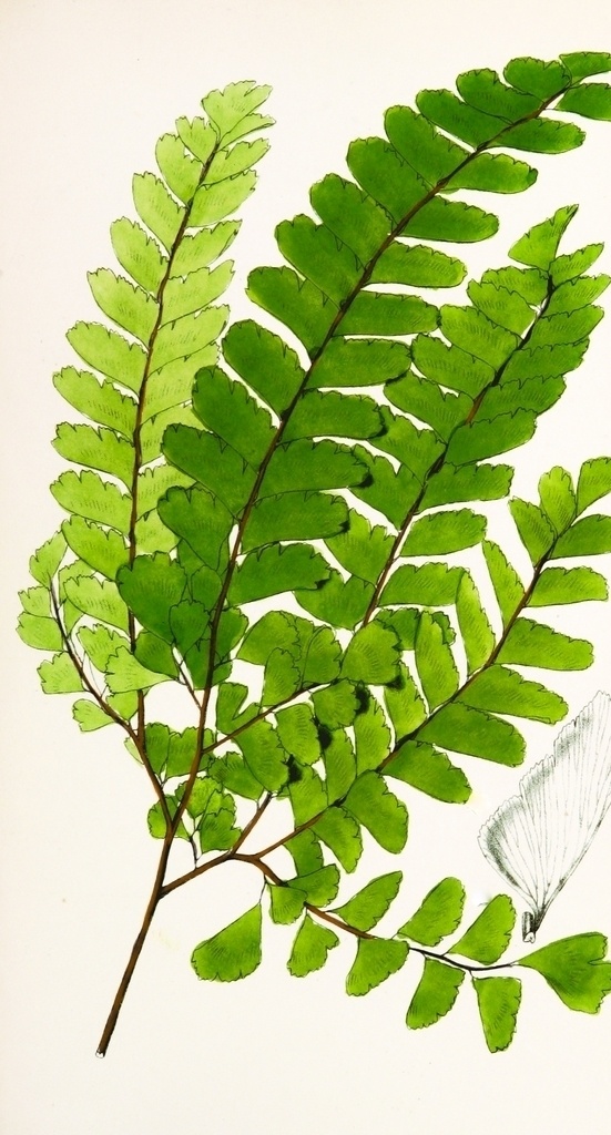 手绘 插画 绿色 叶子 艺术 绘画 装饰 文化艺术 绘画书法