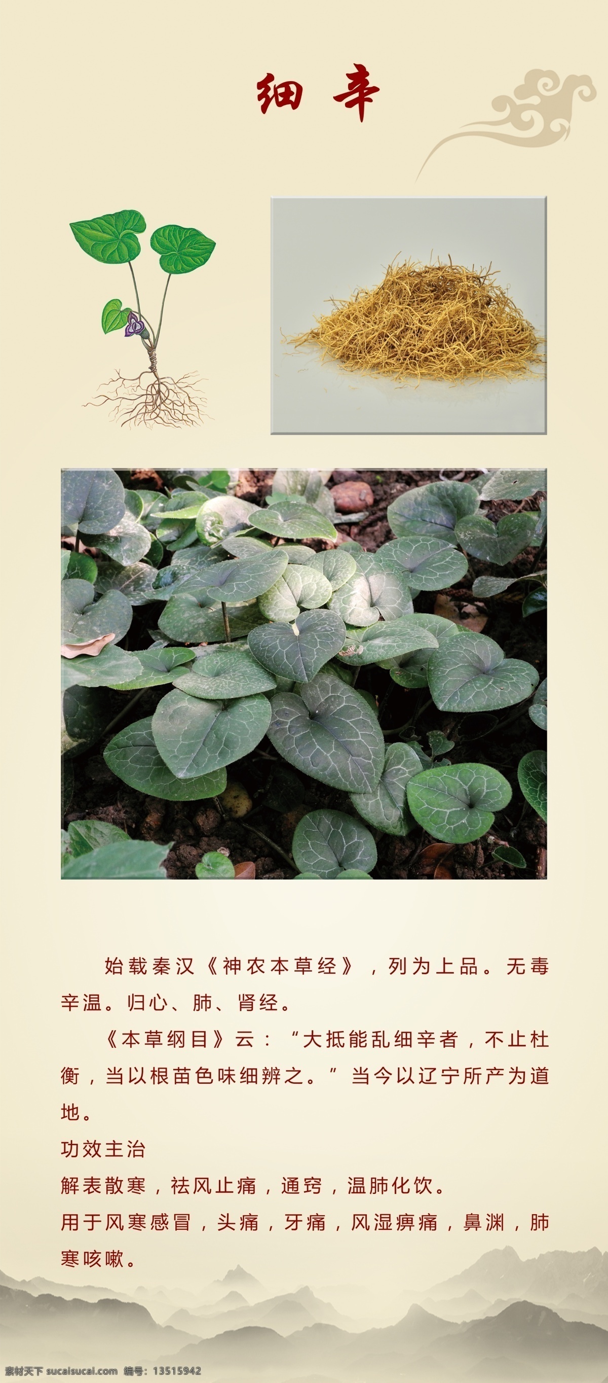 细辛 中药 古香古色 中药图片 介绍 重要介绍 展架 psd素材 分层