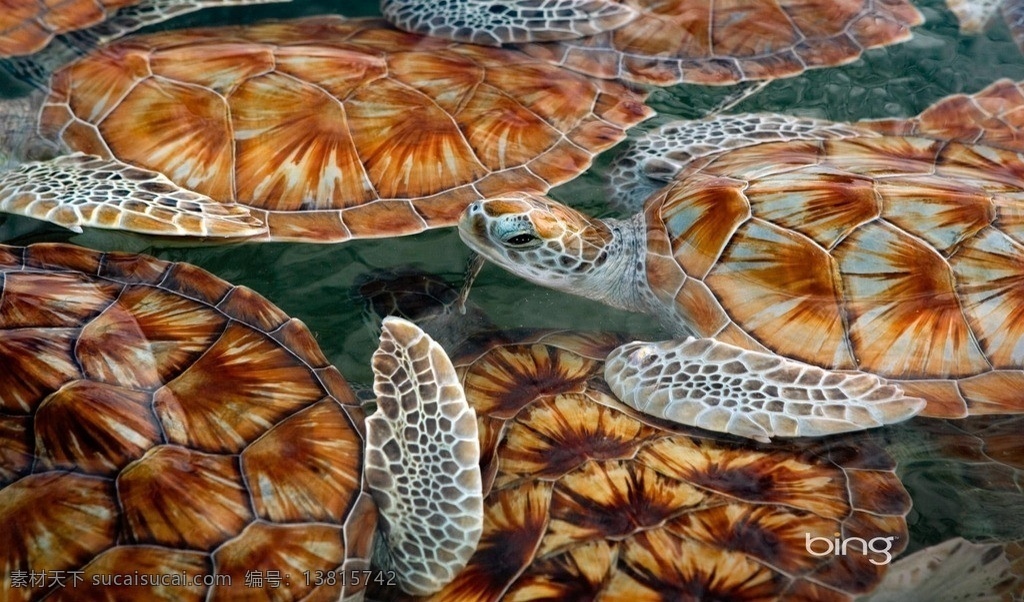 海龟 大西洋 巴西 恐怖 花纹 贝壳 两栖动物 冷血 爬行 孪生 卵生 交配 海底 海洋 野生动物世界 野生动物 生物世界