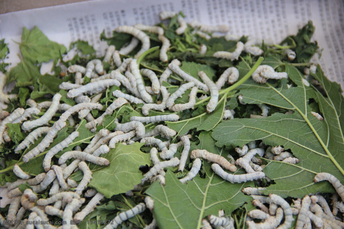 桑蚕 春蚕 蚕宝宝 沙蚕 虫子 蚕 昆虫 生物世界 刘勇 良 摄影作品