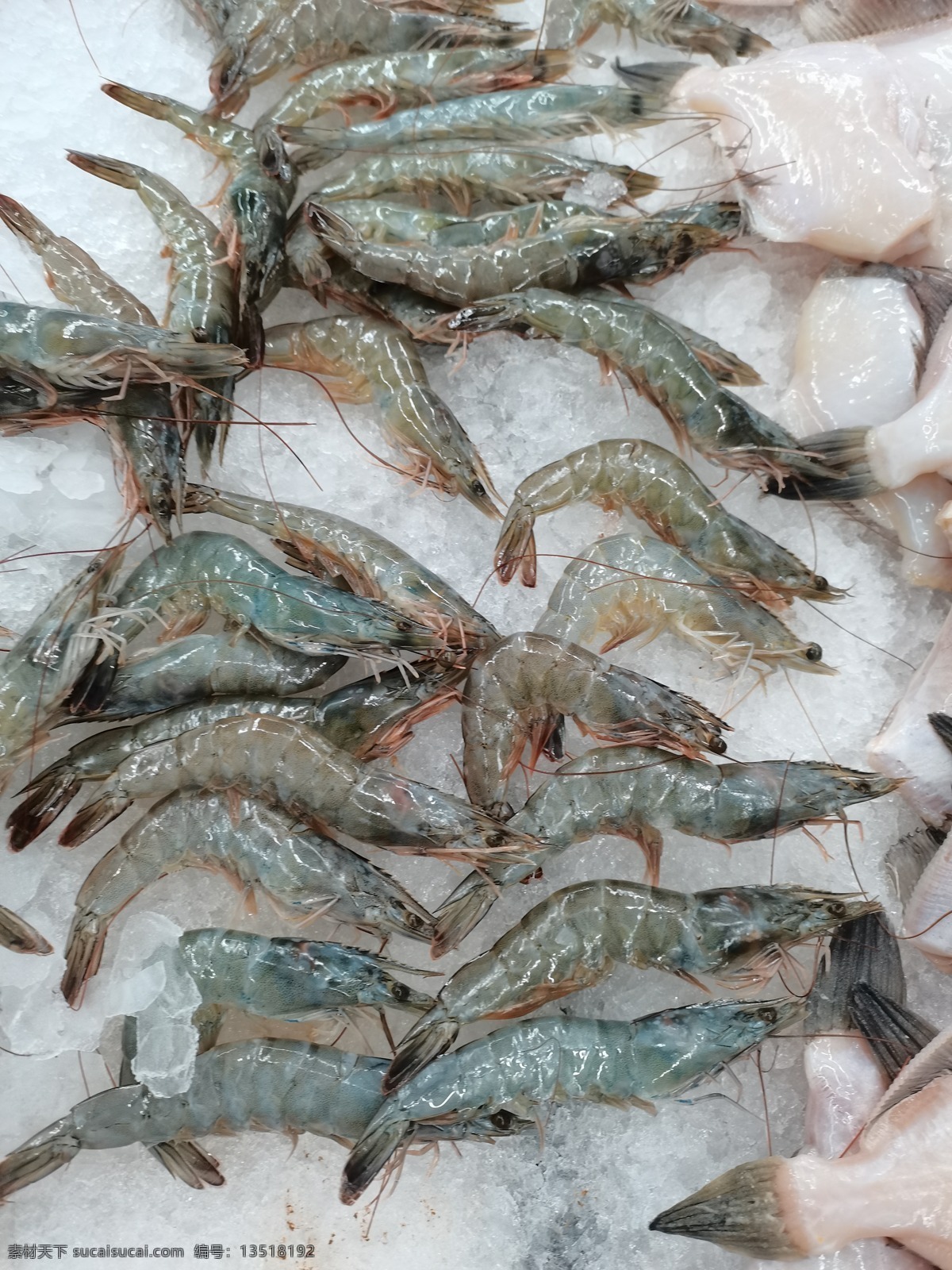 基围虾图片 基围虾 海洋生物 海鲜 虾类 超市 售卖 生物世界 鱼类
