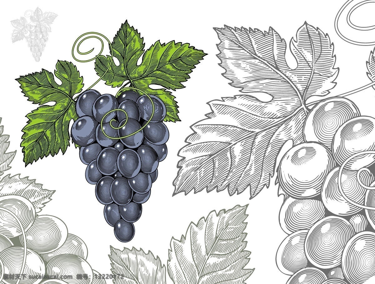 手绘 美味 葡萄 插画 水果 黑白 艺术 紫葡萄