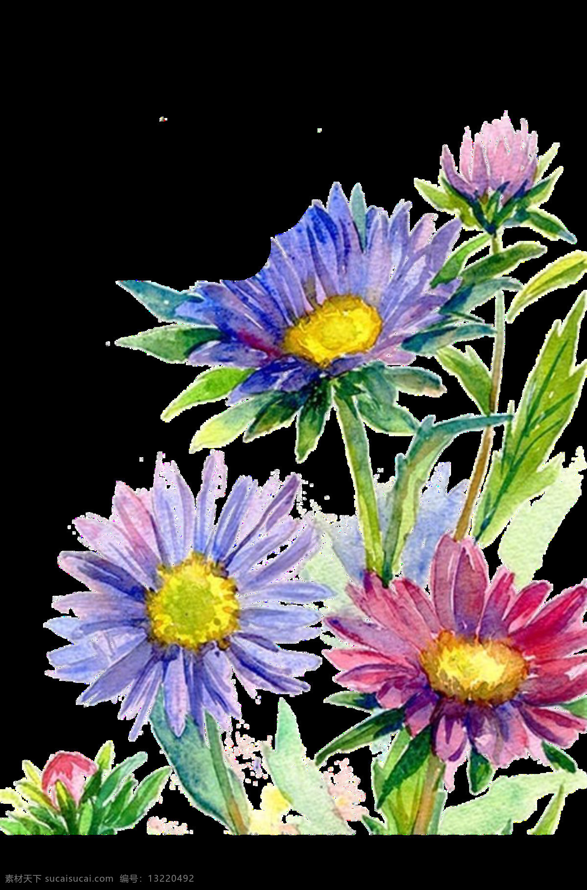 清新 紫色 手绘 菊花 装饰 元素 黄色花蕊 绿叶 清新风格 装饰元素 紫色花朵