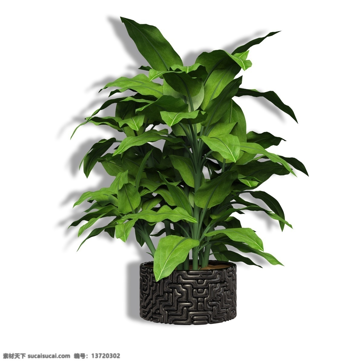 绿色 植物 盆景 装饰 家居装饰 叶子 绿叶