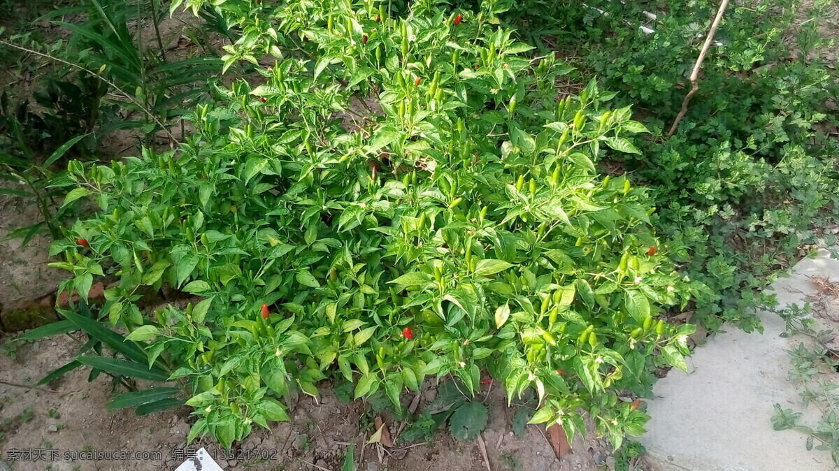 辣椒 绿色植物 生物世界 蔬菜 指天椒 野生椒 辣椒树 米椒 风景 生活 旅游餐饮