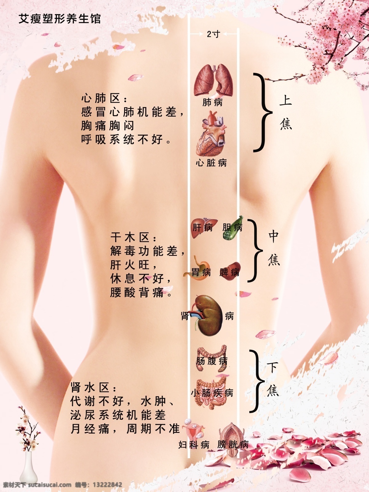 美容 减肥 瘦身 背部 穴位 分层