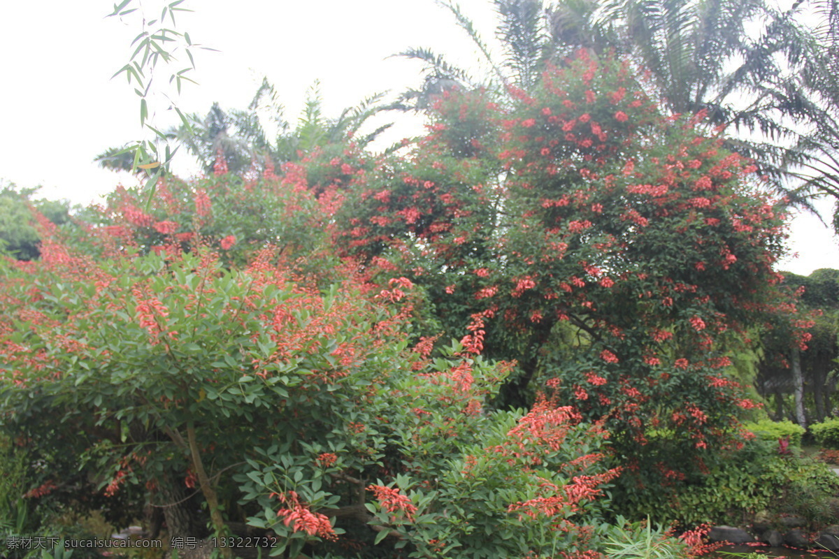 龙牙花 龙芽花 乌仔花 象牙花 象牙红 木本象牙红 英雄树 鸡公花 鸡公树 关刀花 珊瑚刺桐 珊瑚树 四季树 漳州花博园 生物世界 花草