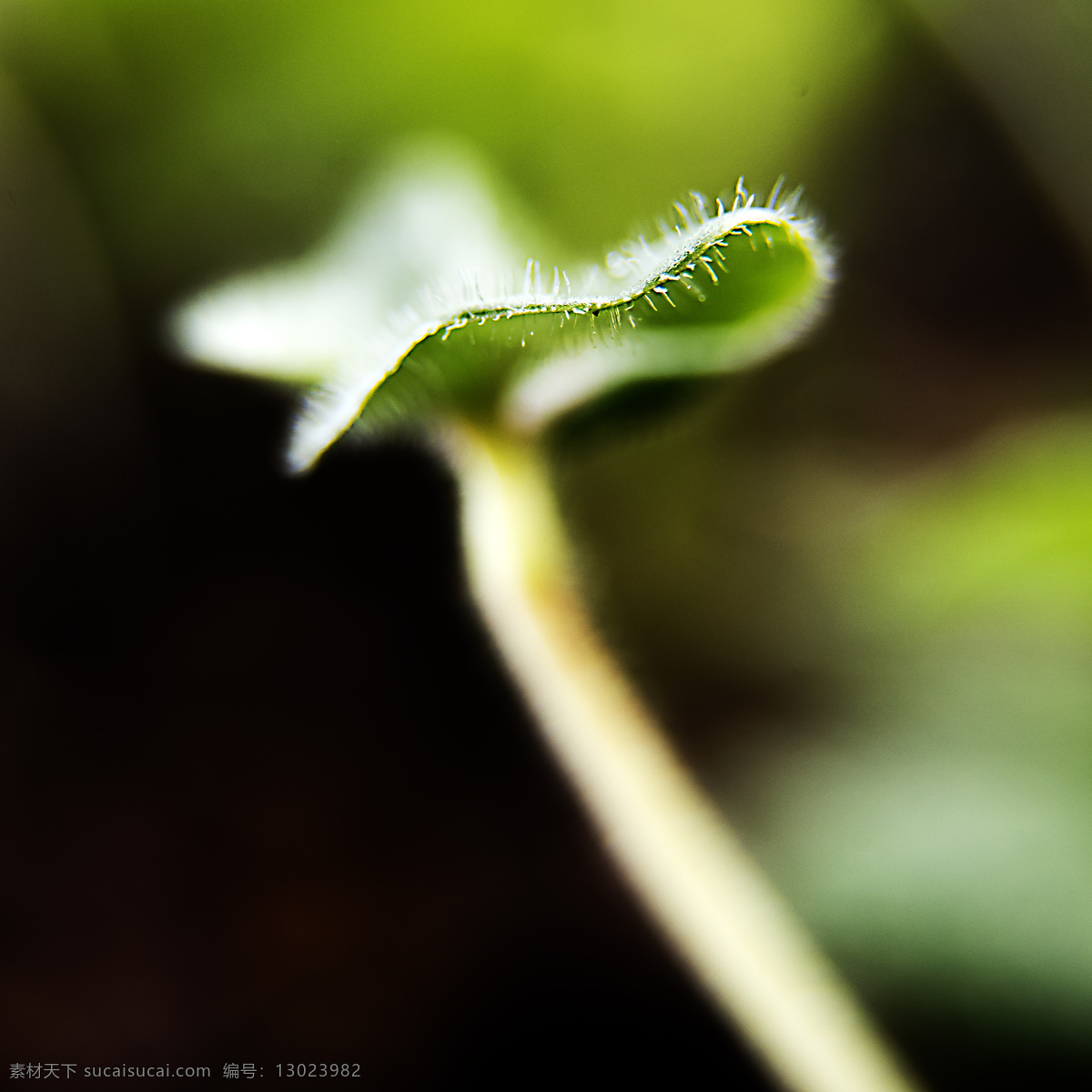 新生 种子 发芽 嫩芽 绿色 破土 幼苗