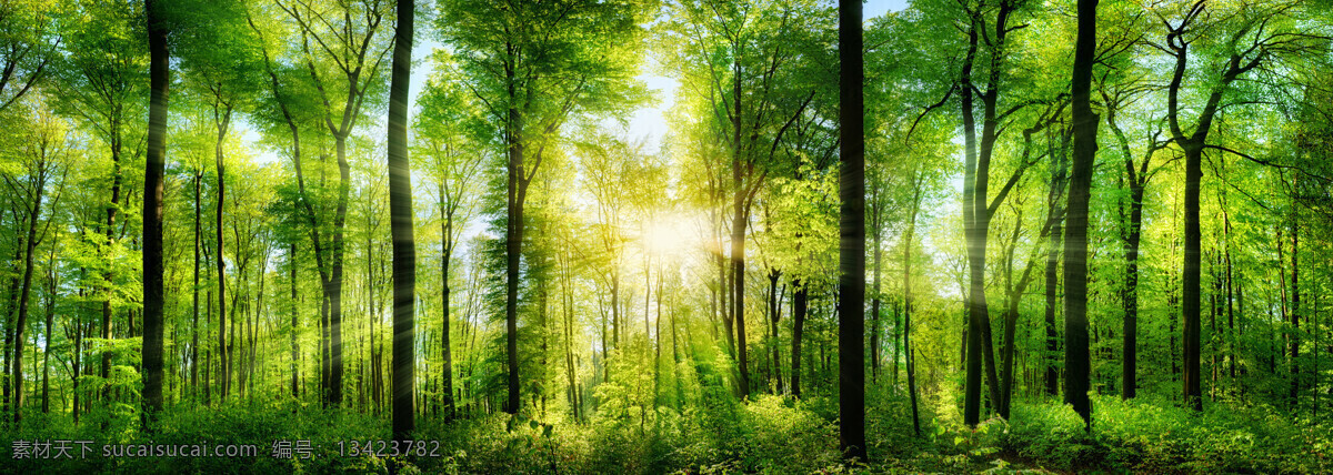 阳光森林 森林 植被 绿色森林 原始森林 绿色 阳光 光线 树林 树 间隙 植物 风景 自然景观 自然风景