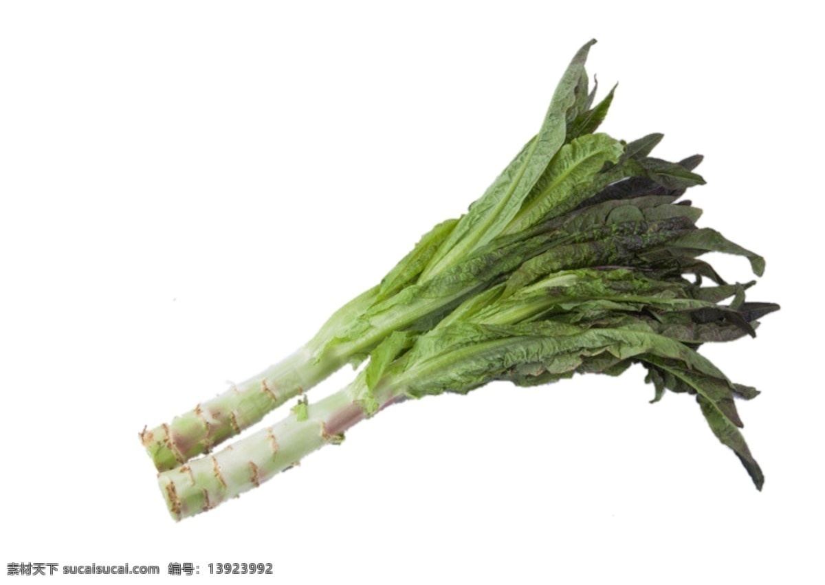滑 嫩 爽口 鲜嫩 好吃 莴苣 绿色 蔬菜 美食 叶子 吃的 青菜 营养 美味 滑嫩爽口 鲜嫩好吃 凉菜 清炒 食品