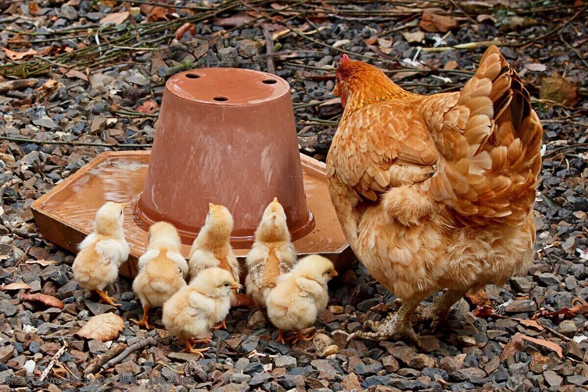 母鸡和小鸡 鸡 母鸡 小鸡 家养 放养 走地鸡 三黄鸡 家鸡 母鸡带小鸡 农村 农家 母子 亲情 动物 生物世界 家禽家畜