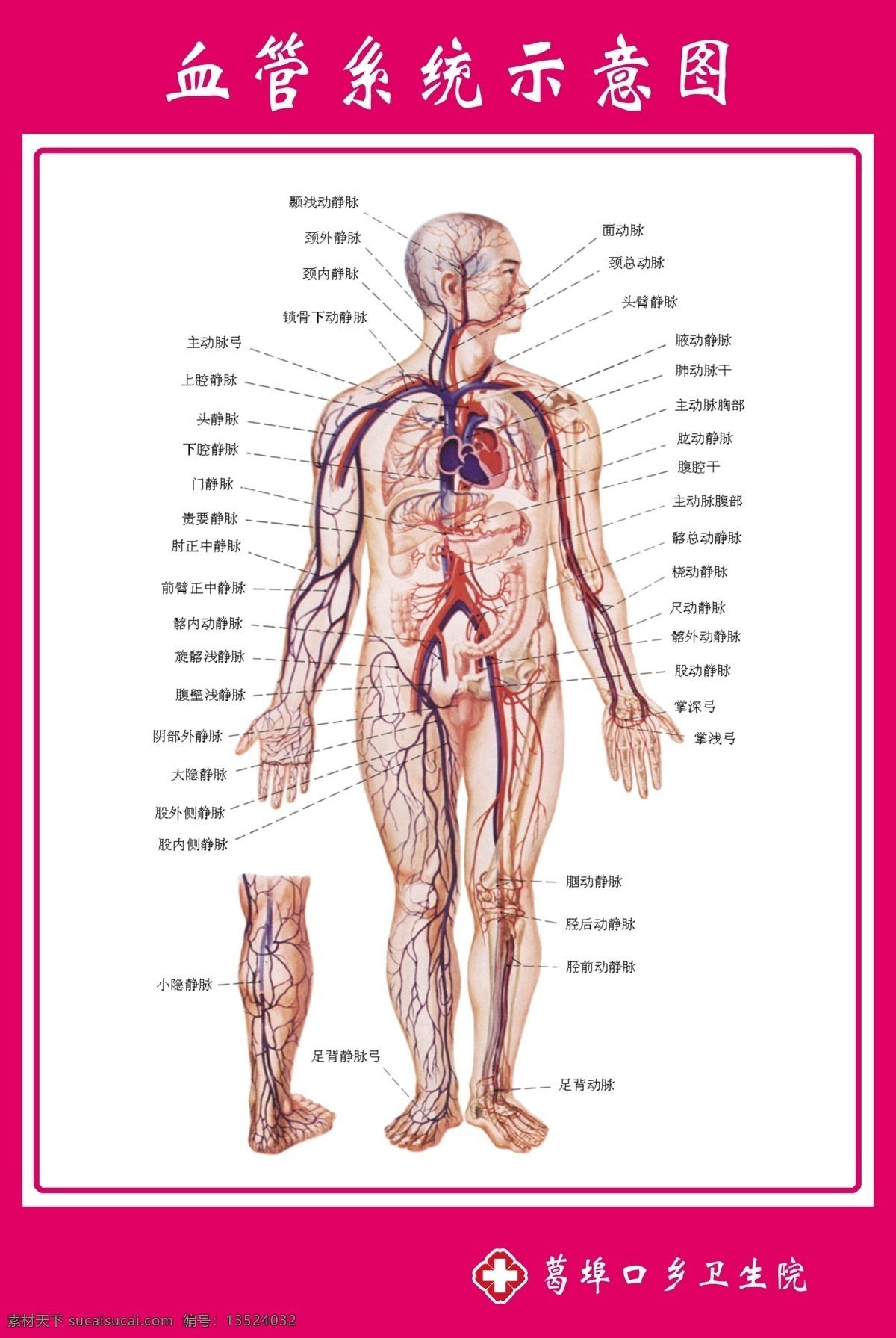 血管 系统 示意图 血管系统 解剖图 医院示意图 医院解剖图 门诊示意图 源文件