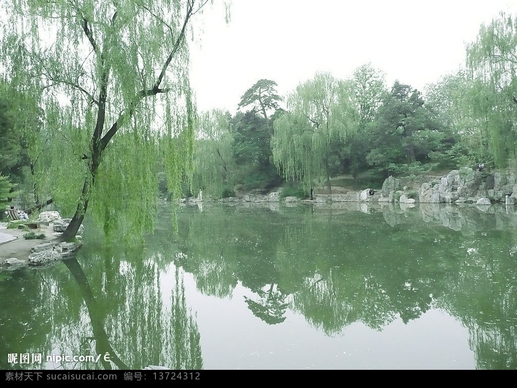 美丽的小湖 湖 湖水 水 柳树 树木 湖畔 摄影图片 自然景观 自然风景 摄影图库