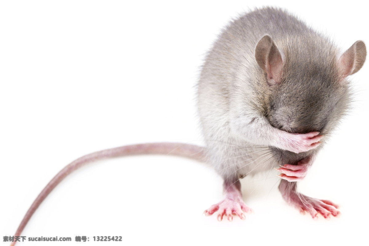 muroidea 老鼠 耗子 臭鼠 田鼠 家鼠 米耗子 坎精 老虫 mouse rat 小老鼠