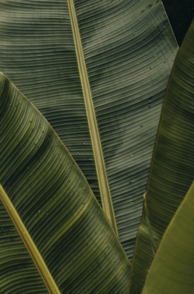 叶子 植物 唯美 电脑壁纸 手机屏保 背景 纹理 肌理 生物世界 树木树叶 树叶 落叶 树木植物