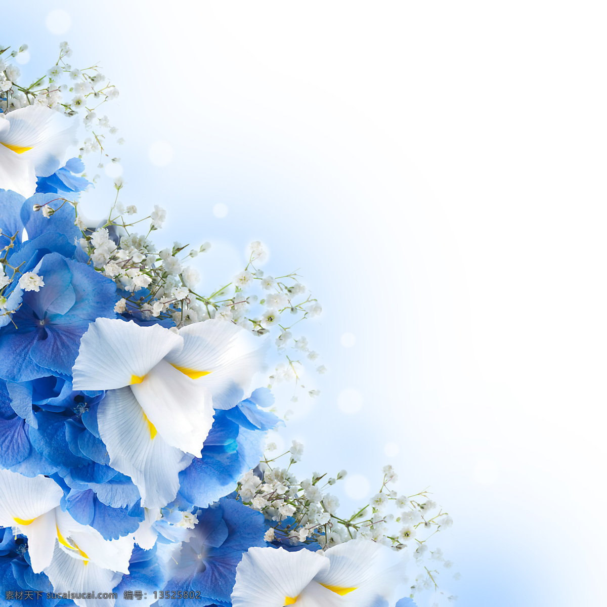 清新 意境 花朵 高清 兰花 清新花朵 蓝色花朵 意境鲜花 满天星 唯美花朵 鲜花 白色