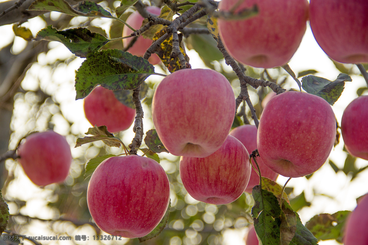 红果 苹果 红苹果 大红苹果 一堆苹果 带叶子的苹果 生物世界 水果