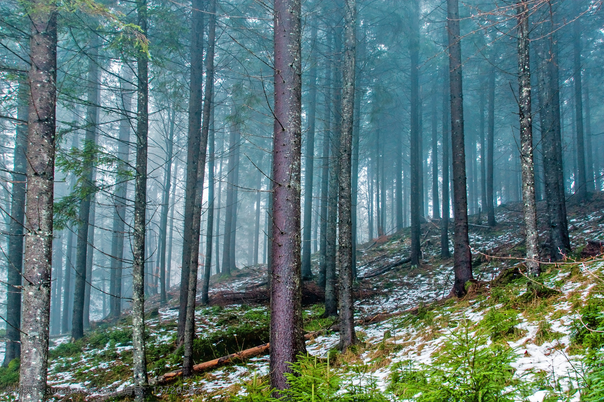 美丽树林风景 树木风景 树林风景 自然美景 森林风景 美丽风景 景色 自然风景 自然景观 黑色