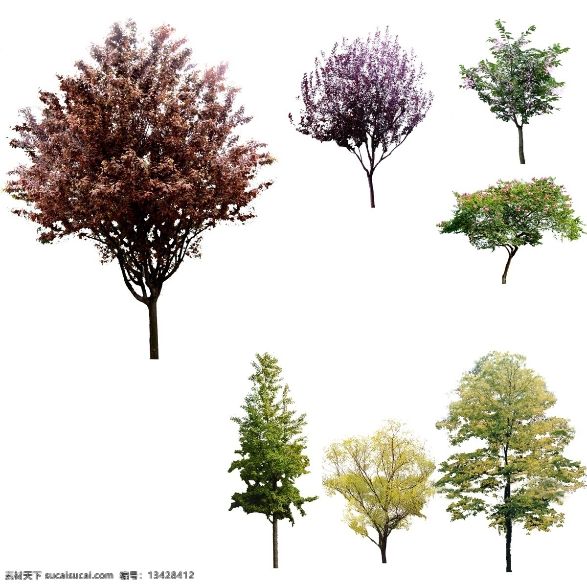 小乔木 绿化树木 常绿树木 景观树 景观后期 景观绿化 后期配景 绿化景观 环境设计 园林设计