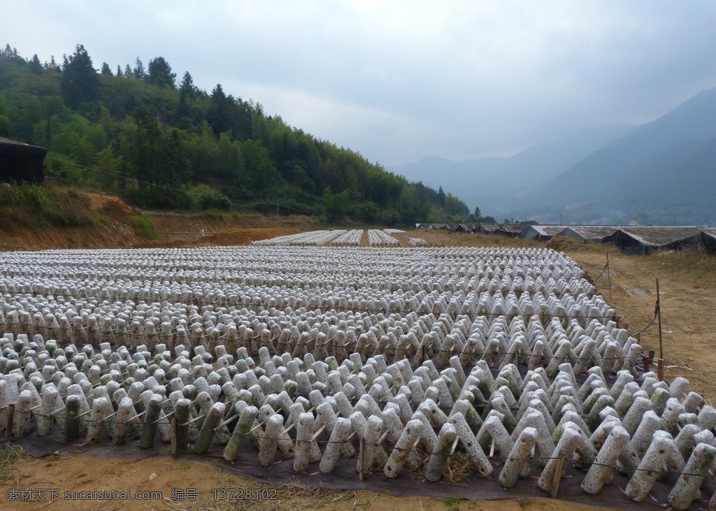 庆元 黑木耳 基地 木耳 庆元黑木耳 木耳基地 蔬菜 生物世界