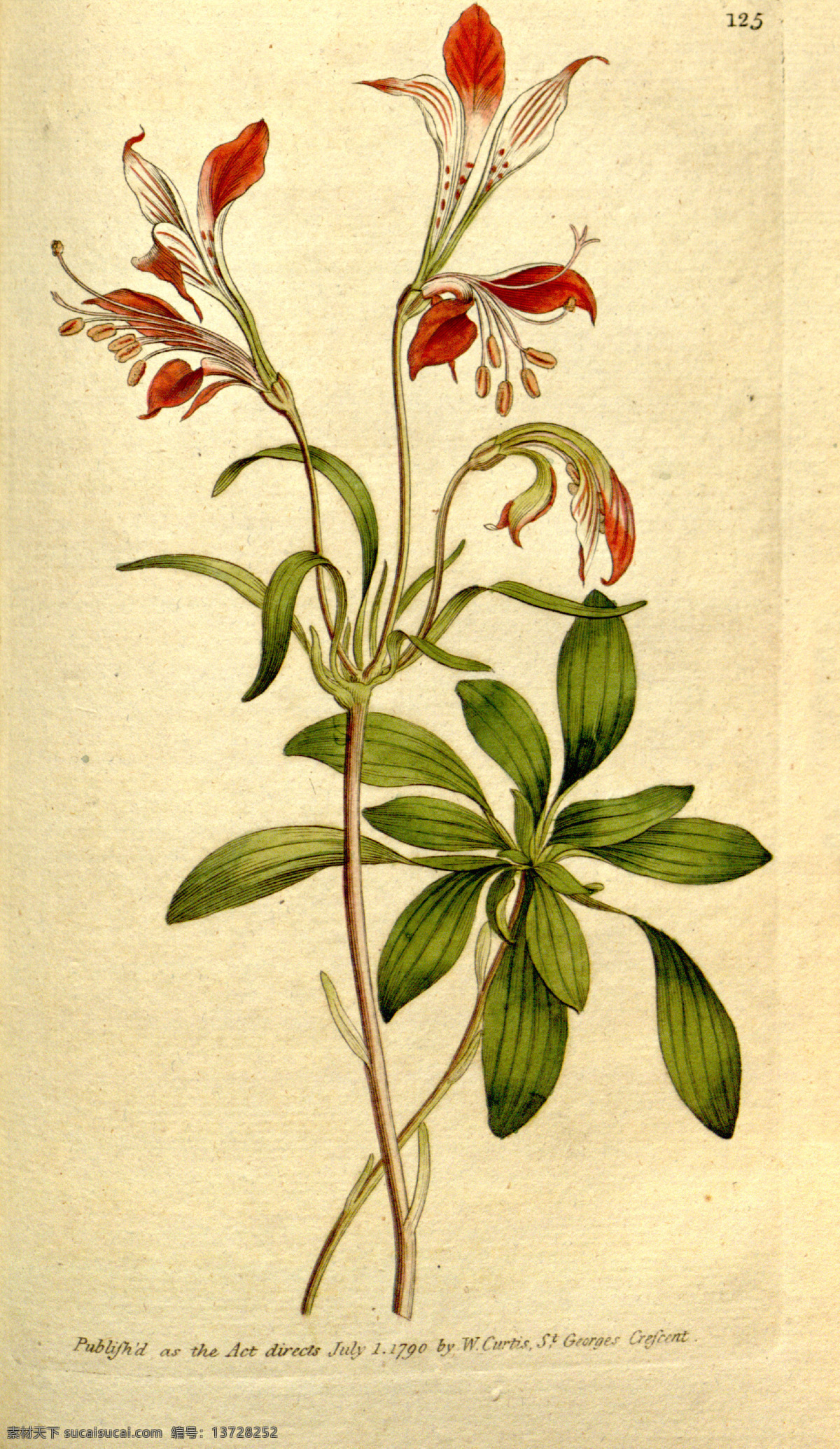 植物手绘 花类图鉴 田园 装饰画 墙画 手绘 未分层 文化艺术 绘画书法