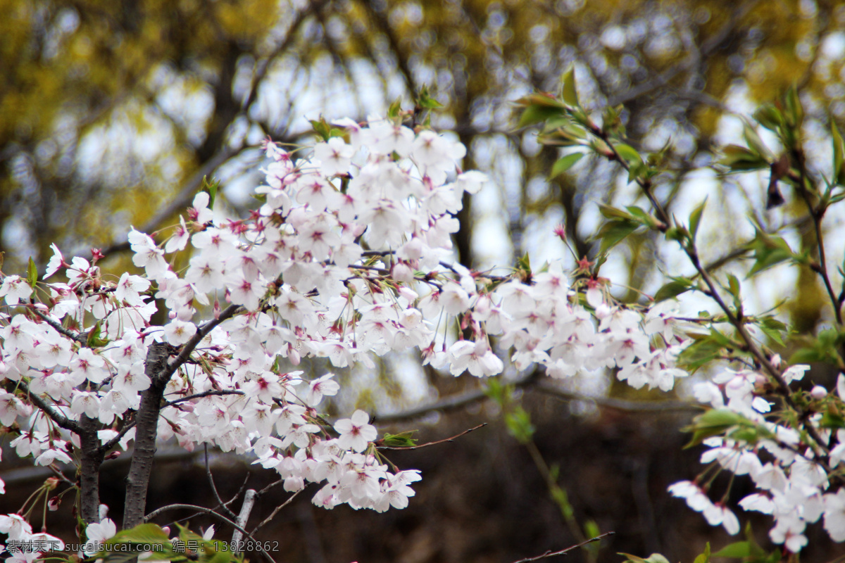 樱花 白色花朵 春天 风景 花草 花朵 生物世界 盛开 四月 psd源文件