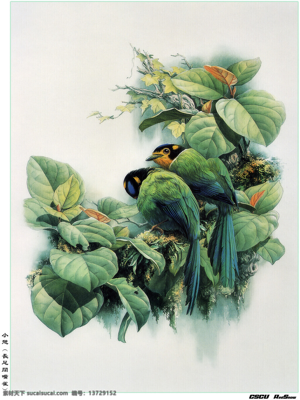 小鳥 文化艺术 美术绘画 高清晰鸟 设计图库 300